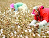乌兹别克斯坦继续减少棉花播种面积