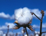 今年马里棉花扩种增产