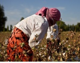 下年度乌兹别克斯坦棉花产需综述
