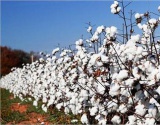 巴基斯坦政府拨款25亿卢比促进棉花生产