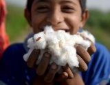 埃及棉花出口增加 植棉面积扩大