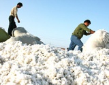 印度实施贸易扩张关税优惠 下年度棉花消费大幅调增