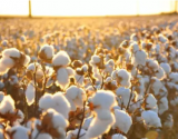 2019年起乌兹别克斯坦将禁止对外出口棉花