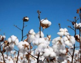 巴基斯坦：虫害袭击面积升级 棉花产量或降25%