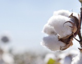 美国：美棉价格下跌 出口成交一般