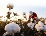 农业农村部2018年8月棉花供需形势分析月报