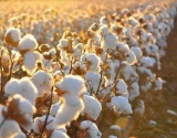 科学家想让棉花“陆”“海”兼得？
