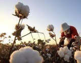 美国：棉花出口需求稳定 圣诞假期来临