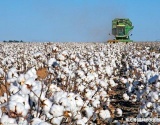 2020/2021年度乌兹别克斯坦棉花出口量预计保持在低水平