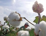 美国：棉花价格上涨 出口需求转淡
