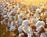 新疆阿克苏地区710万亩棉花播种工作接近尾声